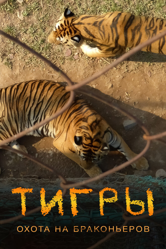 Смотреть Тигры: Охота на браконьеров (2020) на шдрезка