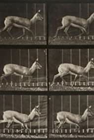 Смотреть Antelope Trotting (1887) онлайн в HD качестве 720p