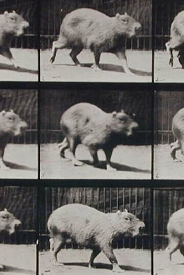 Смотреть Capybara Walking (1887) онлайн в HD качестве 720p
