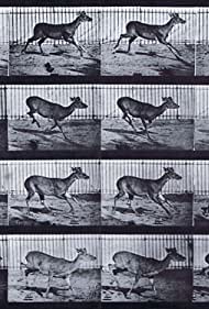 Смотреть Virginia Deer, Buck, Galloping (1887) онлайн в HD качестве 720p